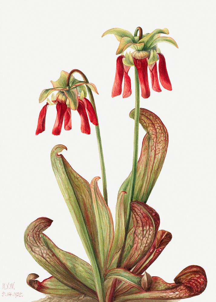 Parrot pitcherplant flower psd botanical illustration watercolor