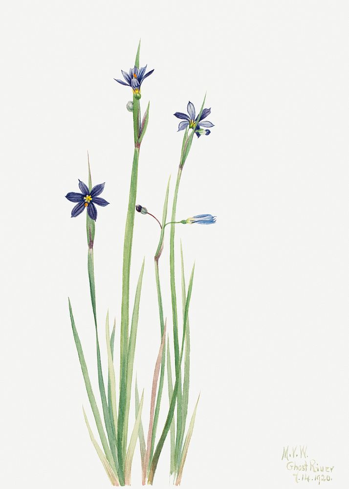 Blue-eyed-grass (Sisyrinchium angustifolium) (1920) by Mary Vaux Walcott. Original from The Smithsonian. Digitally enhanced…
