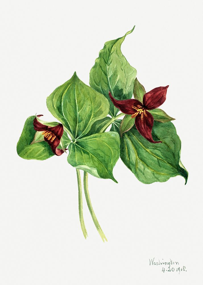 Red trillium psd botanical illustration watercolor