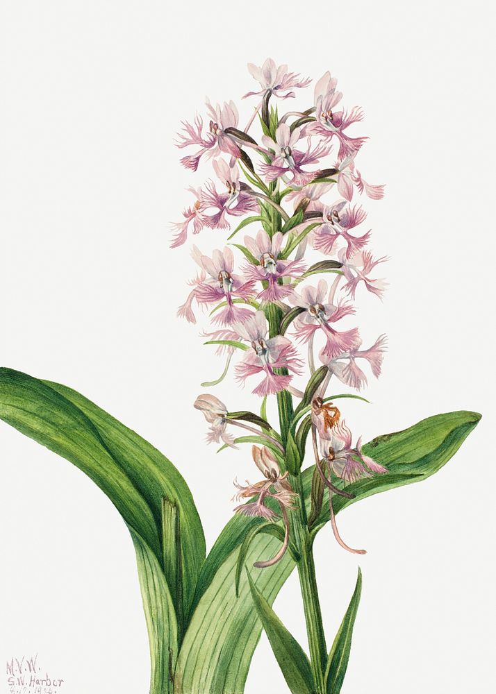 Large purple fringe-orchid psd botanical illustration watercolor