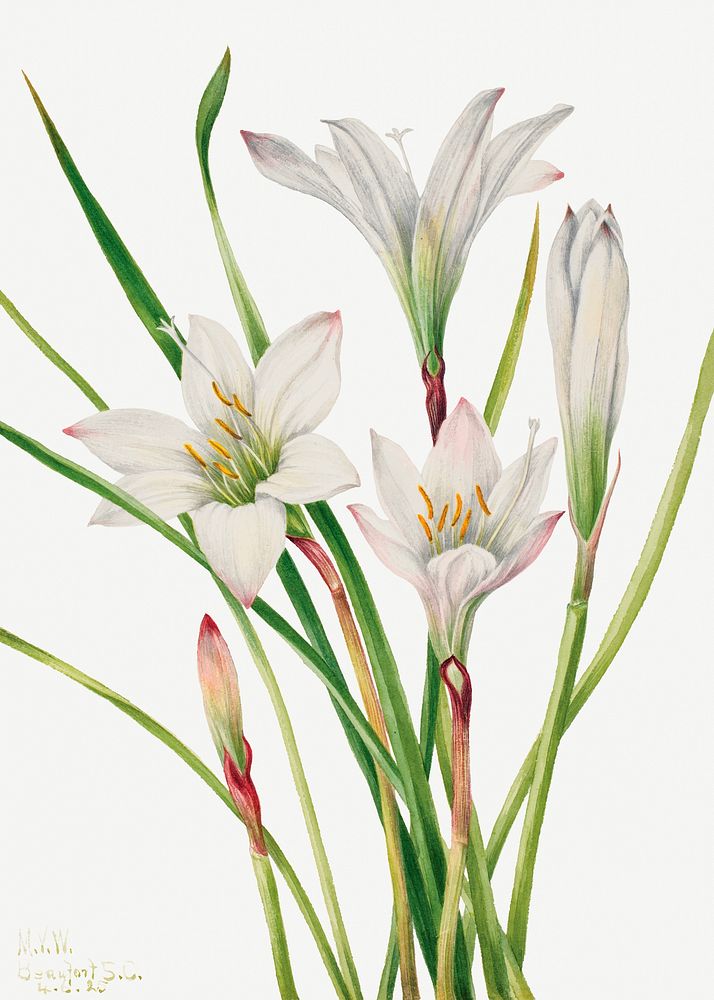 Atamasco Lily (Atamosco atamasco) (1925) by Mary Vaux Walcott. Original from The Smithsonian. Digitally enhanced by rawpixel.