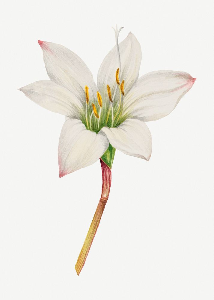 White tamasco lily flower psd botanical illustration watercolor
