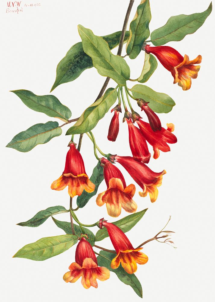 Red crossvine flower psd botanical illustration watercolor