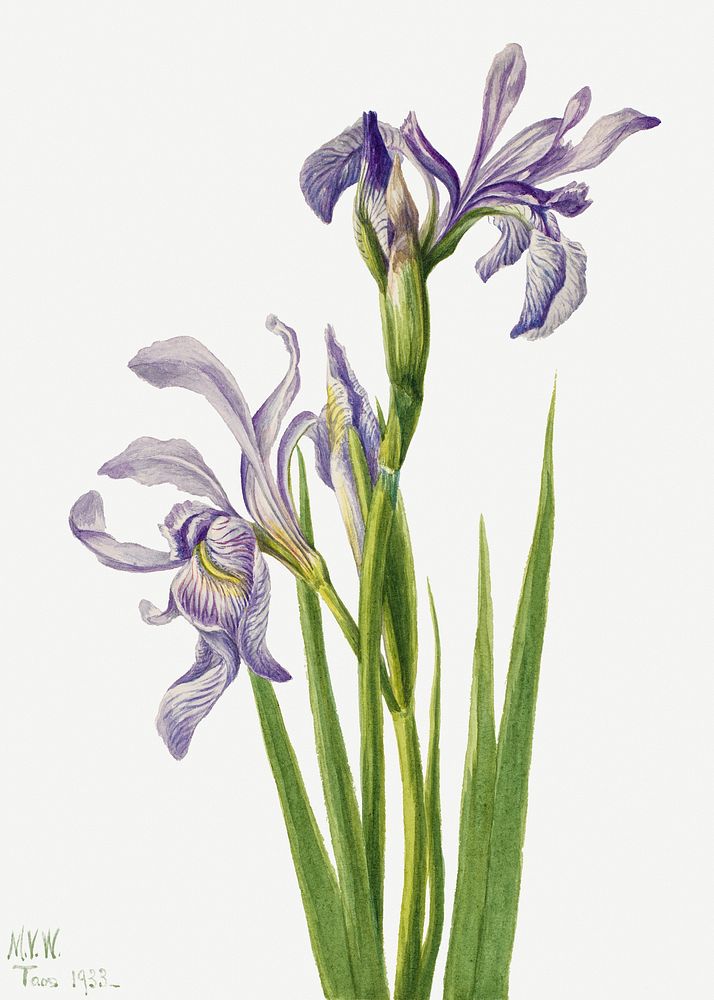 Western Blue Flag (Iris missouriensis) (1933) by Mary Vaux Walcott. Original from The Smithsonian. Digitally enhanced by…