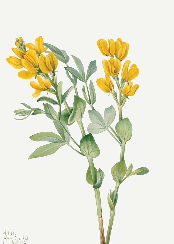 Goldenpea (Thermopsis rhombifolia) (1923) by Mary Vaux Walcott. Original from The Smithsonian. Digitally enhanced by…