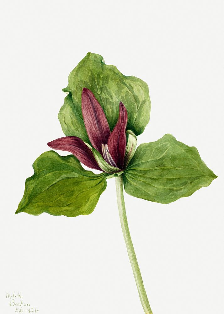 Giant trillium flower psd botanical illustration watercolor