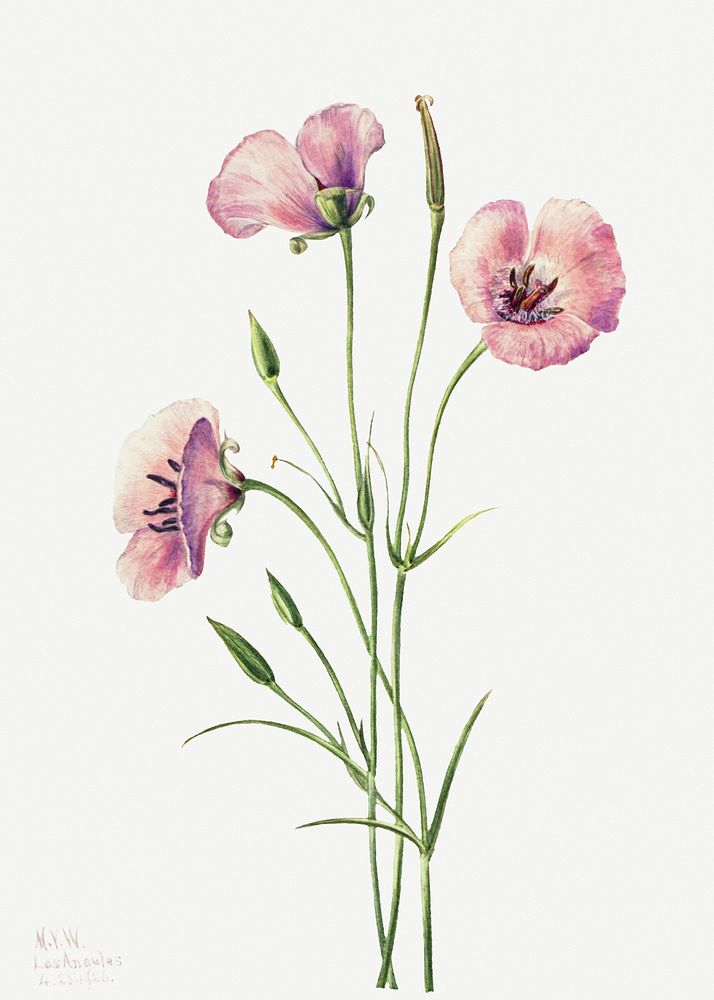 Purple lilac mariposa psd botanical illustration watercolor
