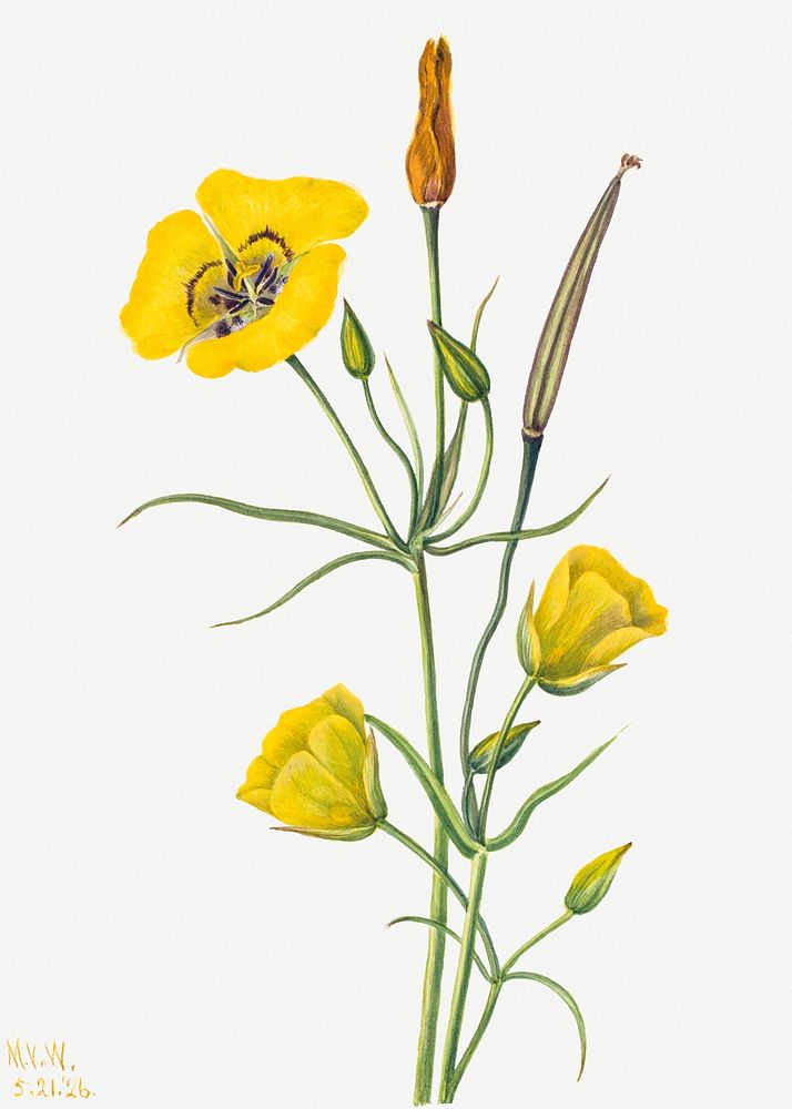Goldenbowl mariposa psd botanical illustration watercolor