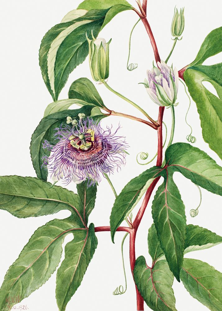 Maypop (Passiflora incarnata) (1926)  by Mary Vaux Walcott. Original from The Smithsonian. Digitally enhanced by rawpixel.