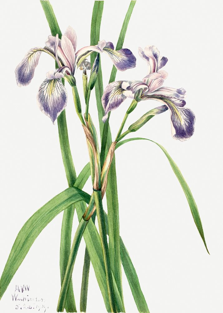 Blueflag iris flower psd botanical illustration watercolor