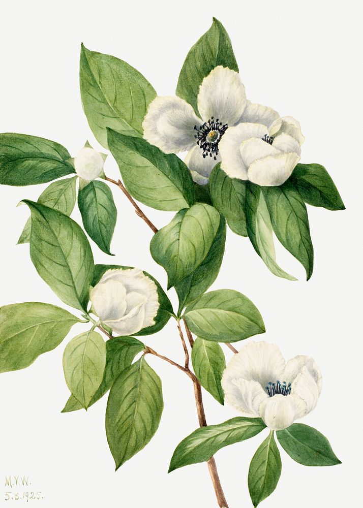 Virginia stewartia flowepsd botanical illustration watercolor