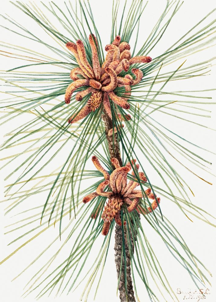 Loblolly pine cone psd botanical illustration watercolor