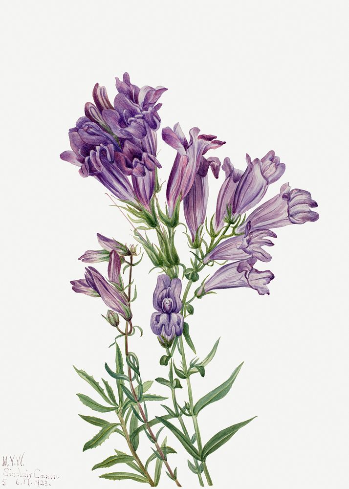 Purple Pentstemon (Pentstemon lyallii) (1923) by Mary Vaux Walcott. Original from The Smithsonian. Digitally enhanced by…
