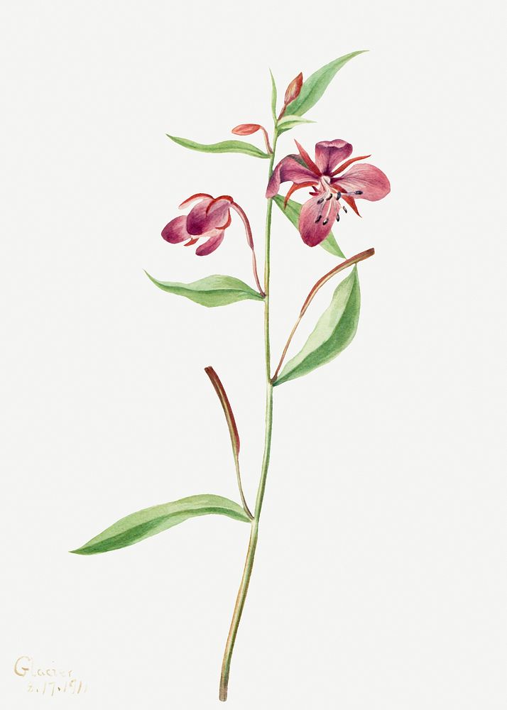 Red Willowweed (Epilobium latifolium) (1911) by Mary Vaux Walcott. Original from The Smithsonian. Digitally enhanced by…