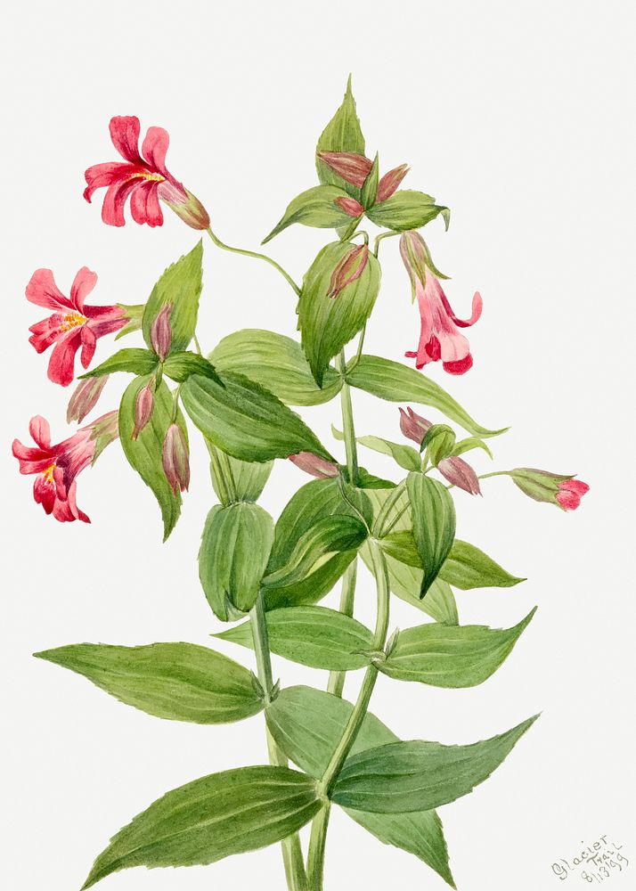 Lewis Monkey Flower (Mimulus lewisii) (1899) by Mary Vaux Walcott. Original from The Smithsonian. Digitally enhanced by…
