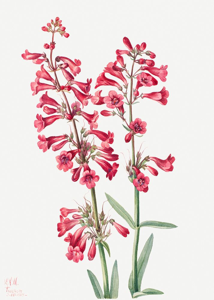 Parry's Penstemon (Penstemon parryi) (1927) by Mary Vaux Walcott. Original from The Smithsonian. Digitally enhanced by…