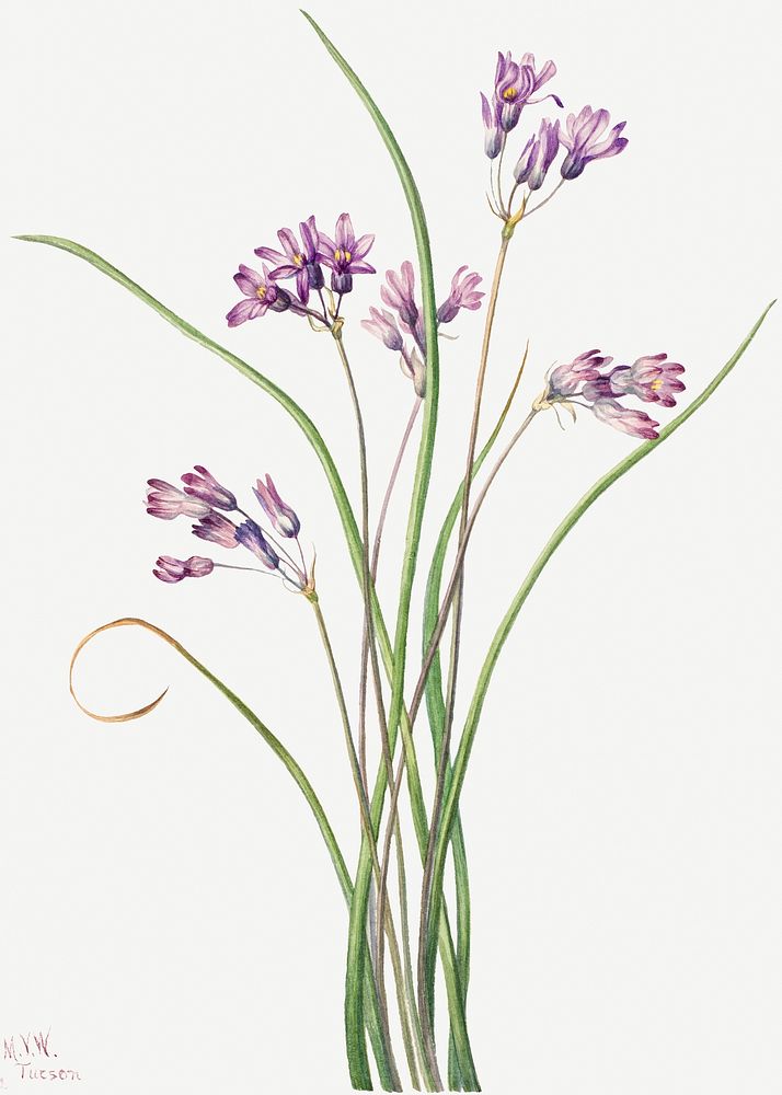 Wild hyacinth flower psd botanical illustration watercolor