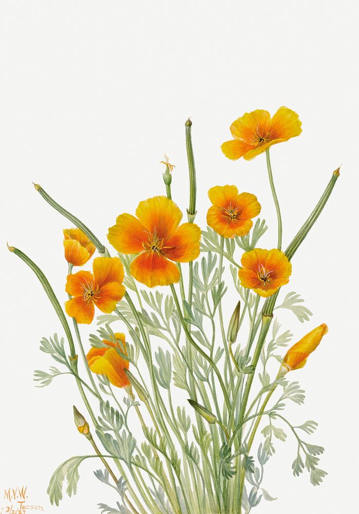 Yellow mexican poppy flower psd botanical illustration watercolor