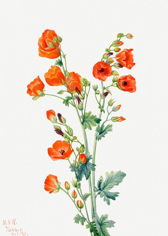 Scarlet globe mallow flower psd botanical illustration watercolor