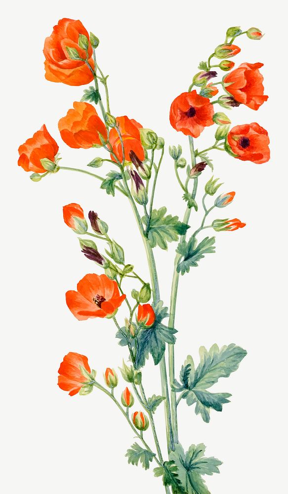 Scarlet globe mallow flower vector botanical illustration watercolor, remixed from the artworks by Mary Vaux Walcott