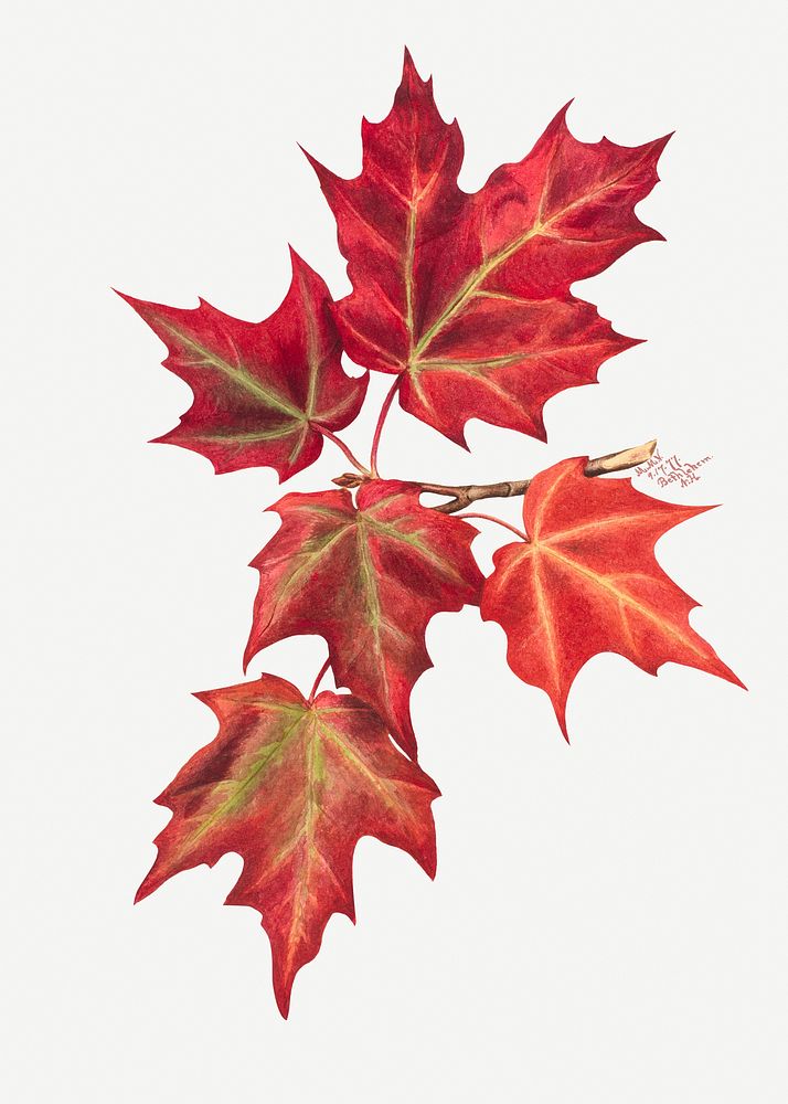 Red maple leaves psd botanical illustration watercolor