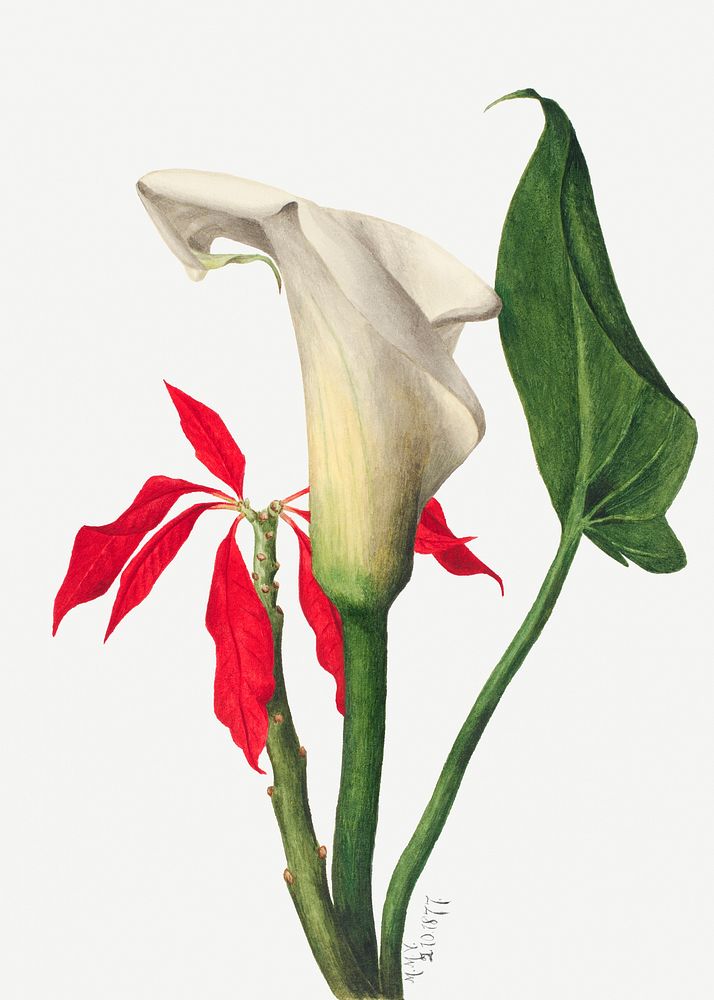 Calla Lily (1877) by Mary Vaux Walcott. Original from The Smithsonian. Digitally enhanced by rawpixel.