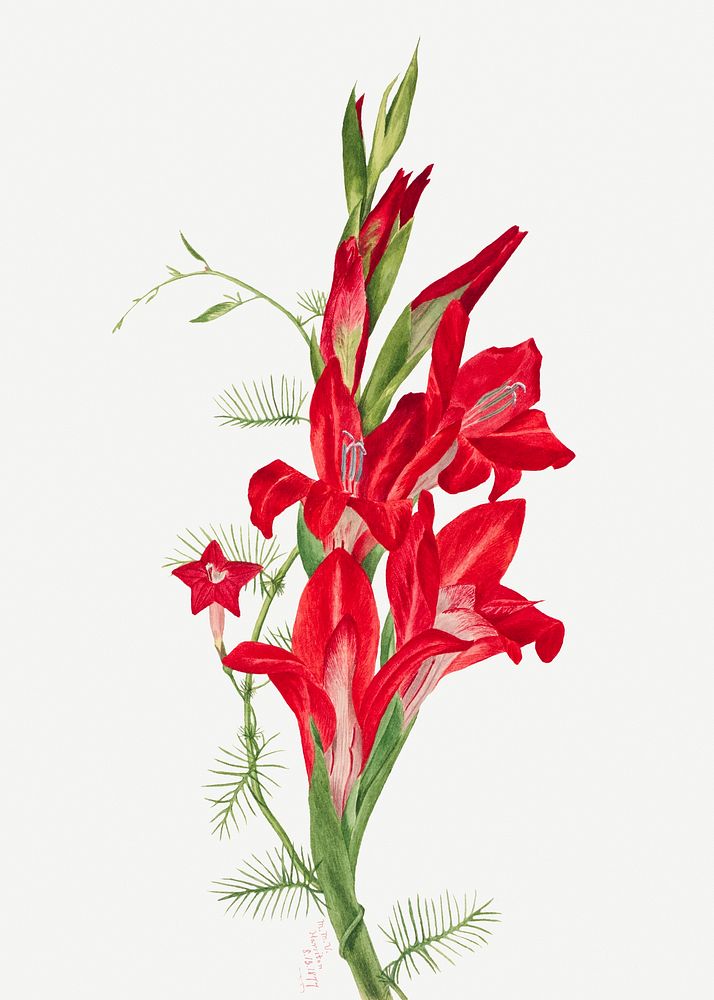 Blooming cannas and cypress vine flowers psd botanical illustration watercolor