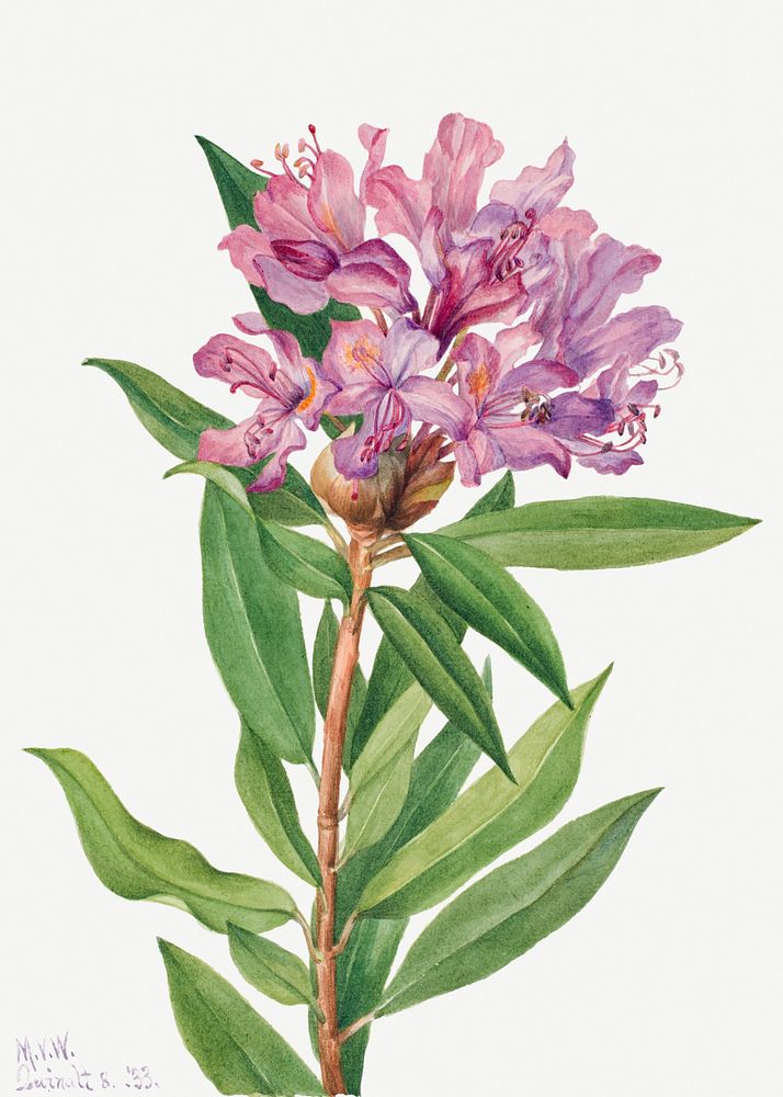 California Rose Bay (Rhododendron californicum) (1933) by Mary Vaux Walcott. Original from The Smithsonian. Digitally…