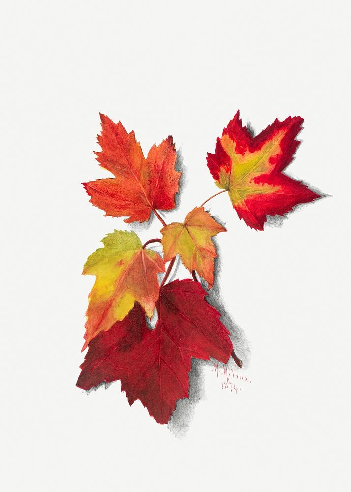 Autumn leaves psd botanical illustration watercolor