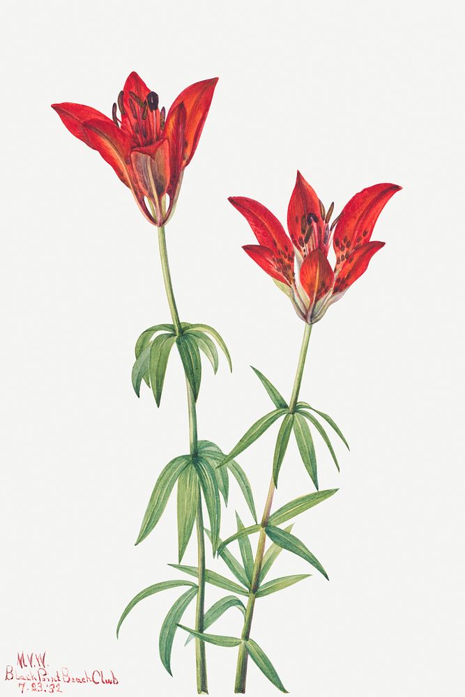 Red wood lily flower psd botanical illustration