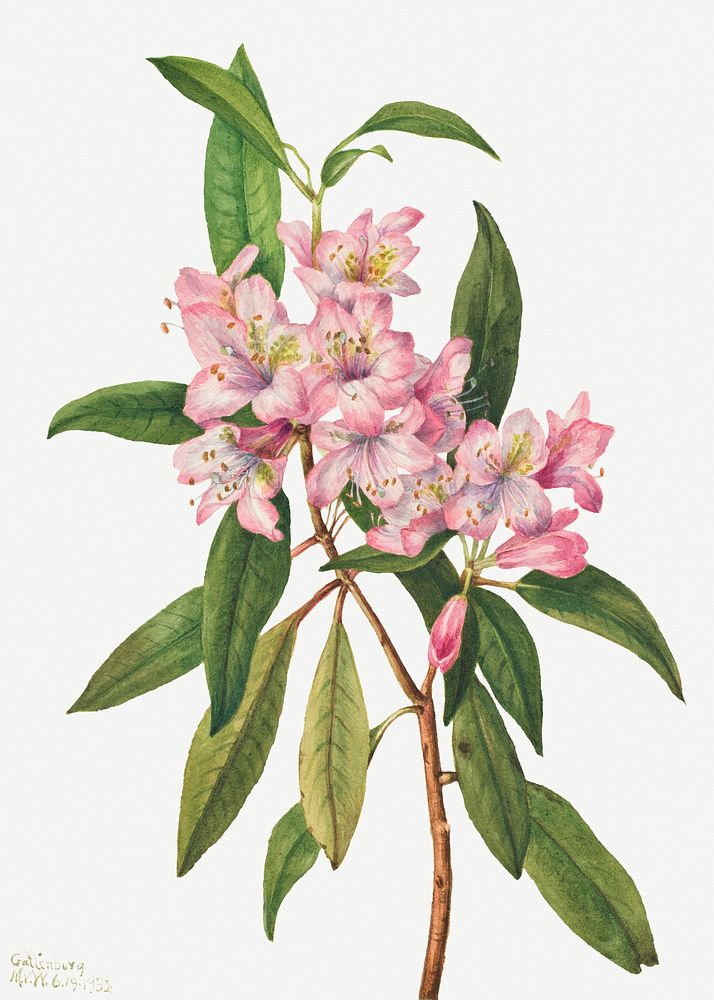 Rose-Bay Rhododendron psd summer flower botanical vintage illustration
