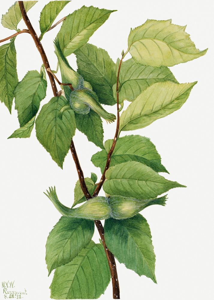 Beaked Hazelnut (Corylus rostrata) (1932) by Mary Vaux Walcott. Original from The Smithsonian. Digitally enhanced by…