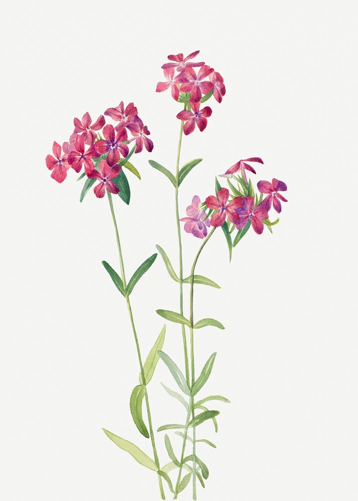 Hairy phlox flower psd botanical illustration