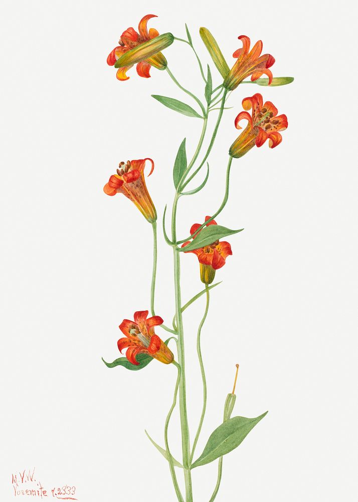 Small tiger lily psd summer flower botanical vintage illustration