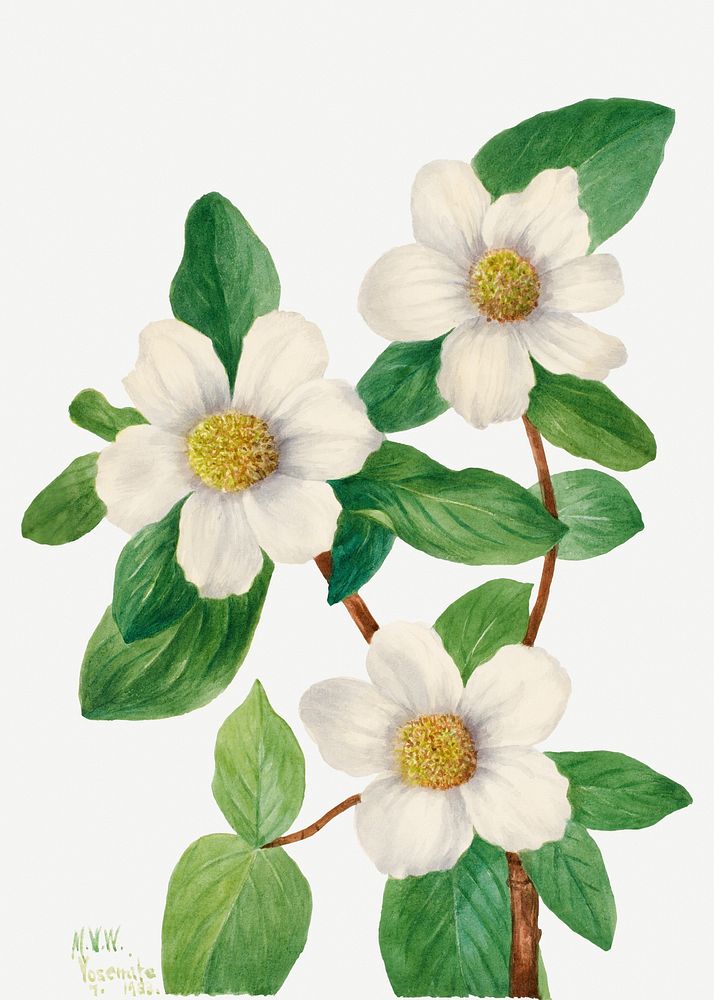 White Pacific dogwood flower psd botanical illustration