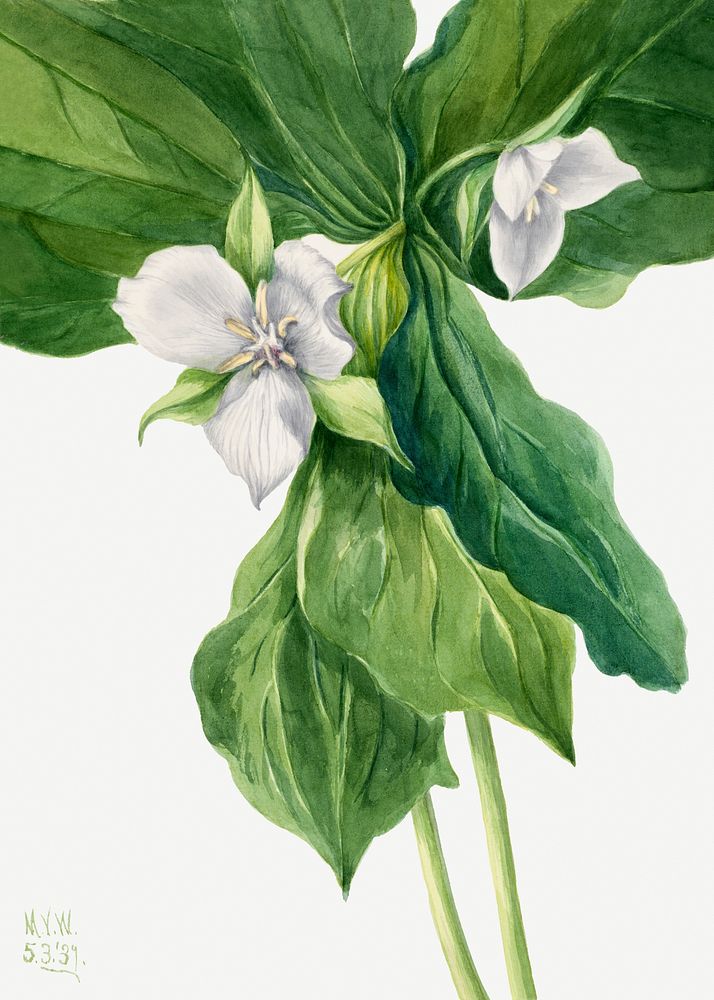 Wake robin psd spring flower botanical vintage illustration