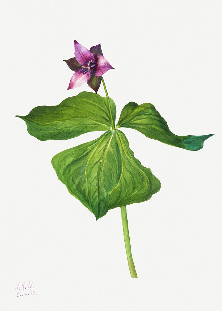 Vintage purple trillium flower psd illustration floral drawing