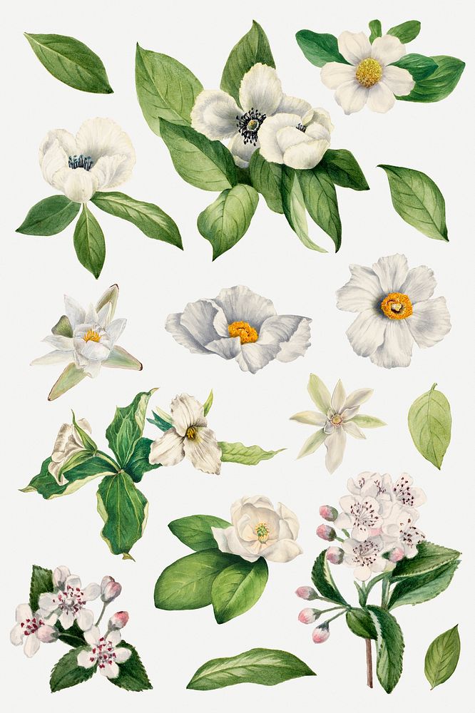 White flower collection psd illustration hand drawn