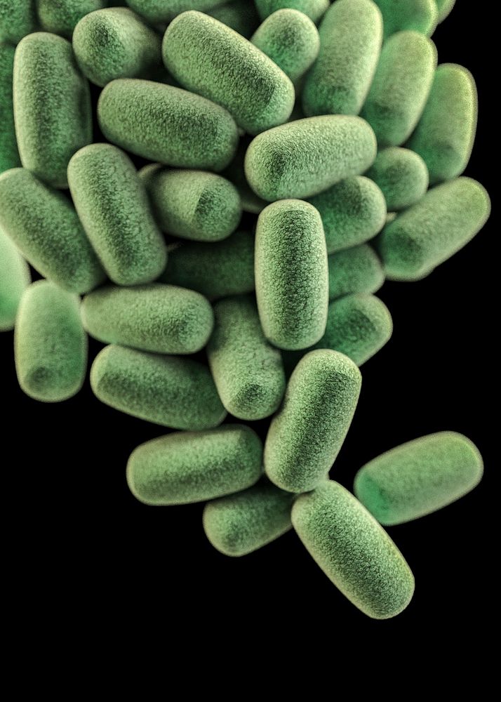 A 3D computer&ndash;generated image of a cluster of barrel-shaped, Clostridium perfringens bacteria.