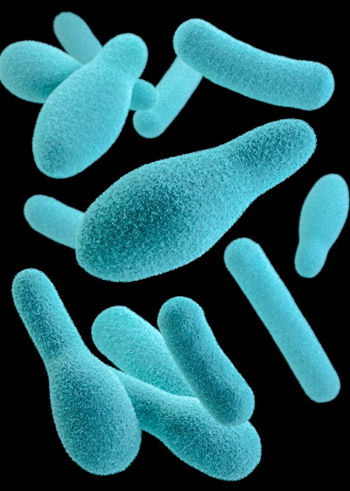 A 3D image of a group of anaerobic, spore-forming, Clostridium sp. organisms. Original image sourced from US Government…