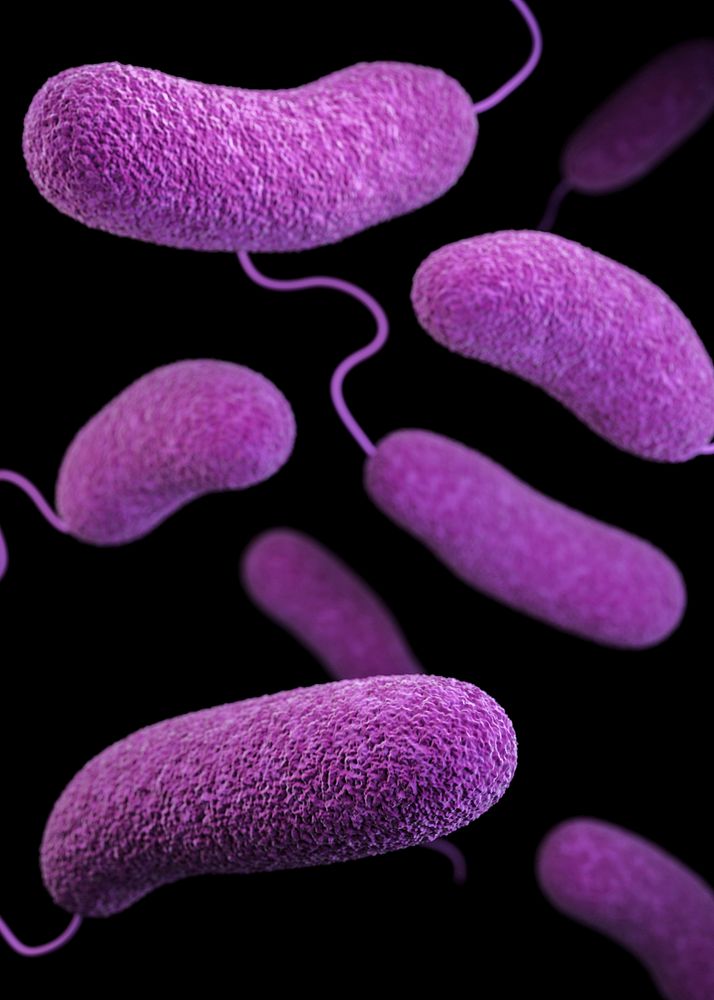 A 3D image of a number of oblong&ndash;shaped, Vibrio parahaemolyticus bacteria Original image sourced from US Government…