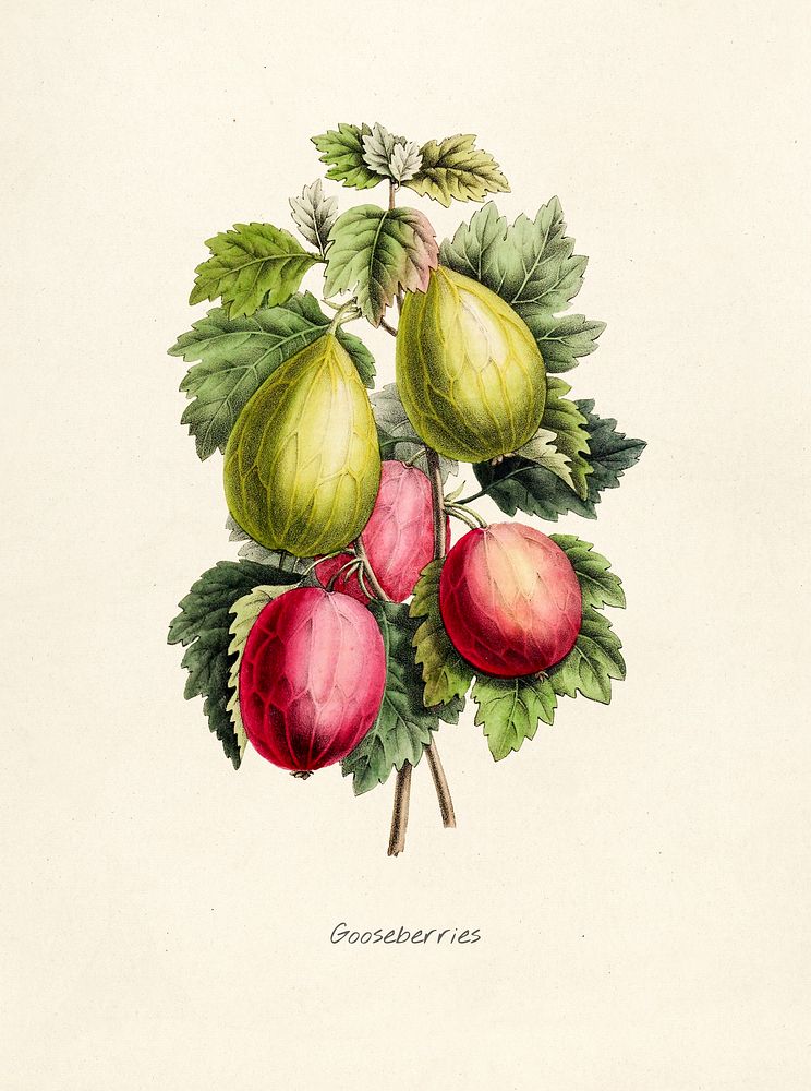 Antique illustration of fruit