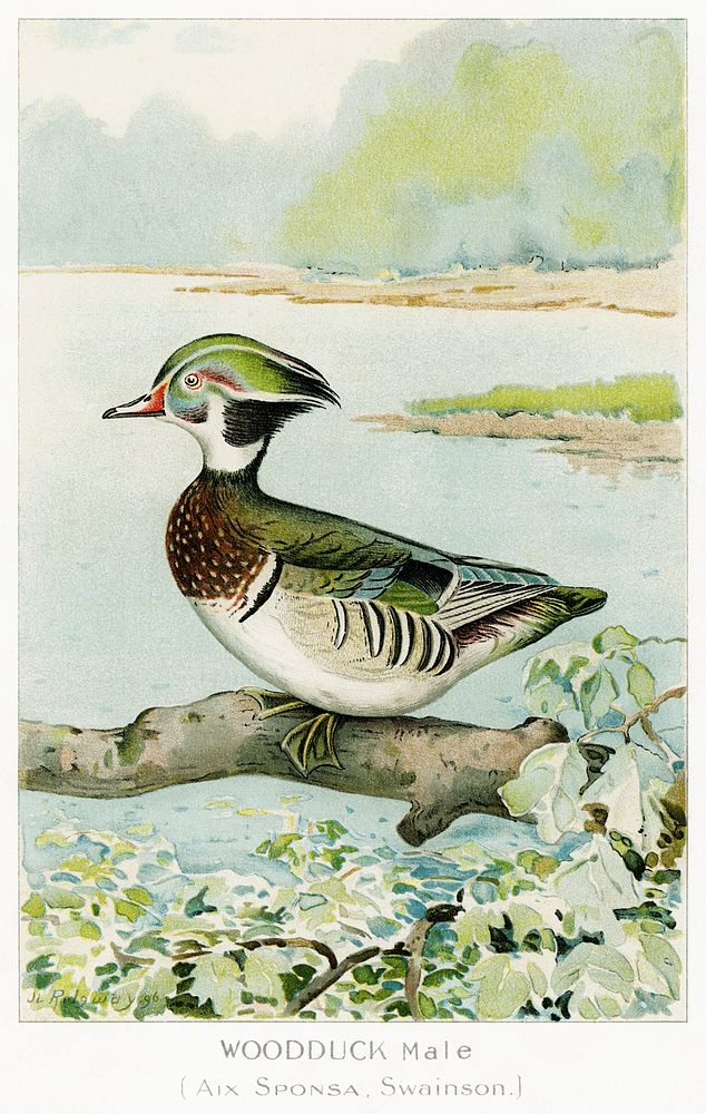 Woodduck Male (Aix Sponsa, Swainson) illustrated by J.L. Ridgway (1859&ndash;1947) and W.B. Gillette (1864&ndash;1937) from…