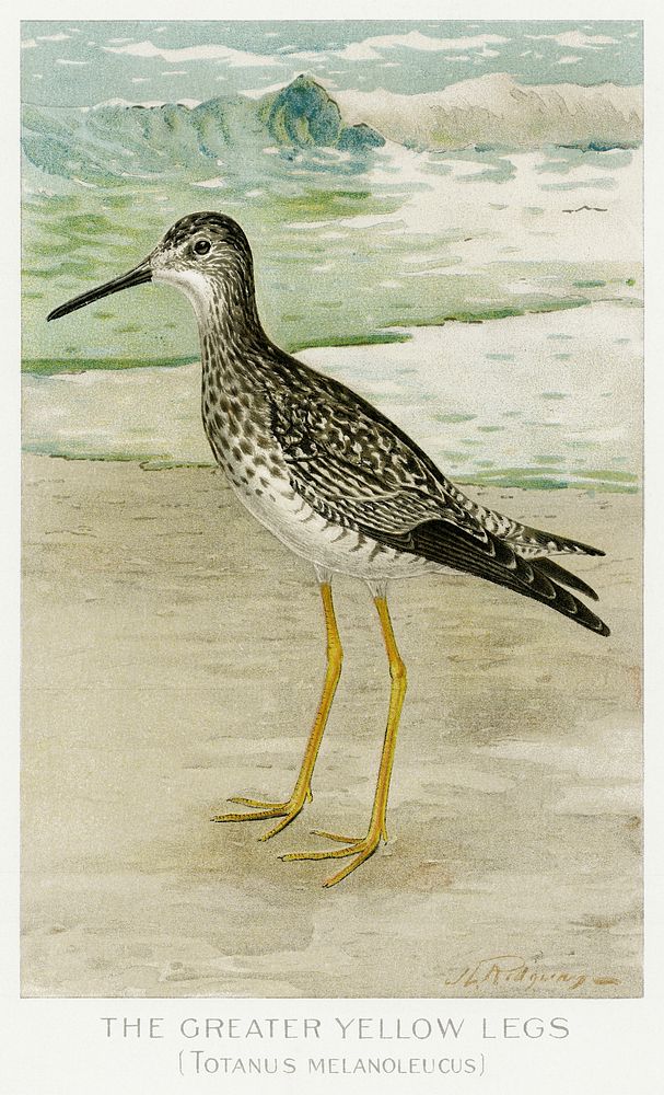 The Greater Yellow Legs (Totanus Melanoleucus) illustrated by J.L. Ridgway (1859&ndash;1947) and W.B. Gillette…