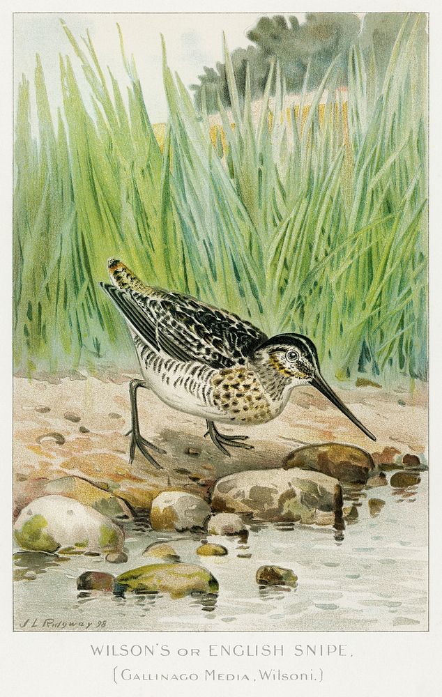 Wilson's or English Snipe (Gallinago Media, Wilsoni) illustrated by J.L. Ridgway (1859&ndash;1947) and W.B. Gillette…
