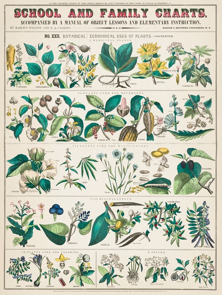 School and family charts, No. XXII. Botanical: economical uses of plants (1890) print in high resolution by Marcius Willson…