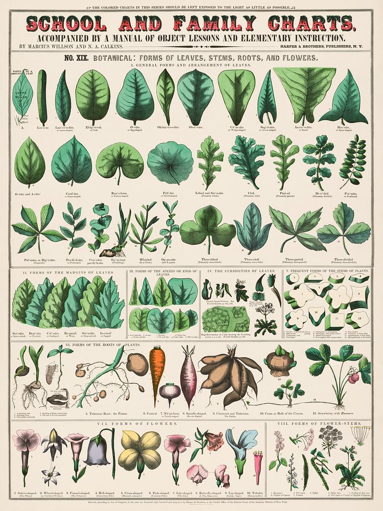School and family charts, No. XIX. Botanical: forms of leaves, stems, roots, and flowers (1890) print in high resolution by…