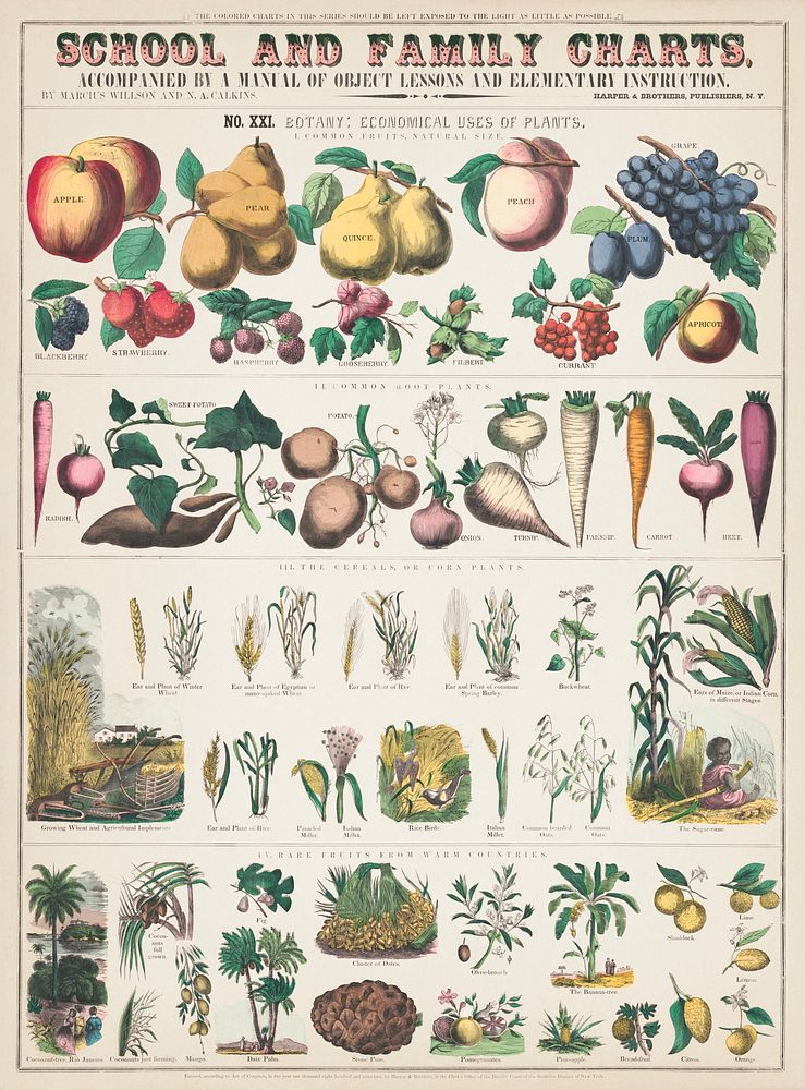 School and family charts, No. XXI. botanical: economical uses of plants (c.1890) print in high resolution by Marcius Willson…