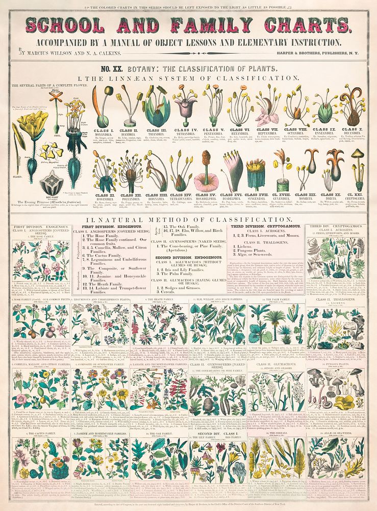 School and family charts, No. XX. botanical: forms of leaves, stems, roots, and flowers; botany; the classication of plants…
