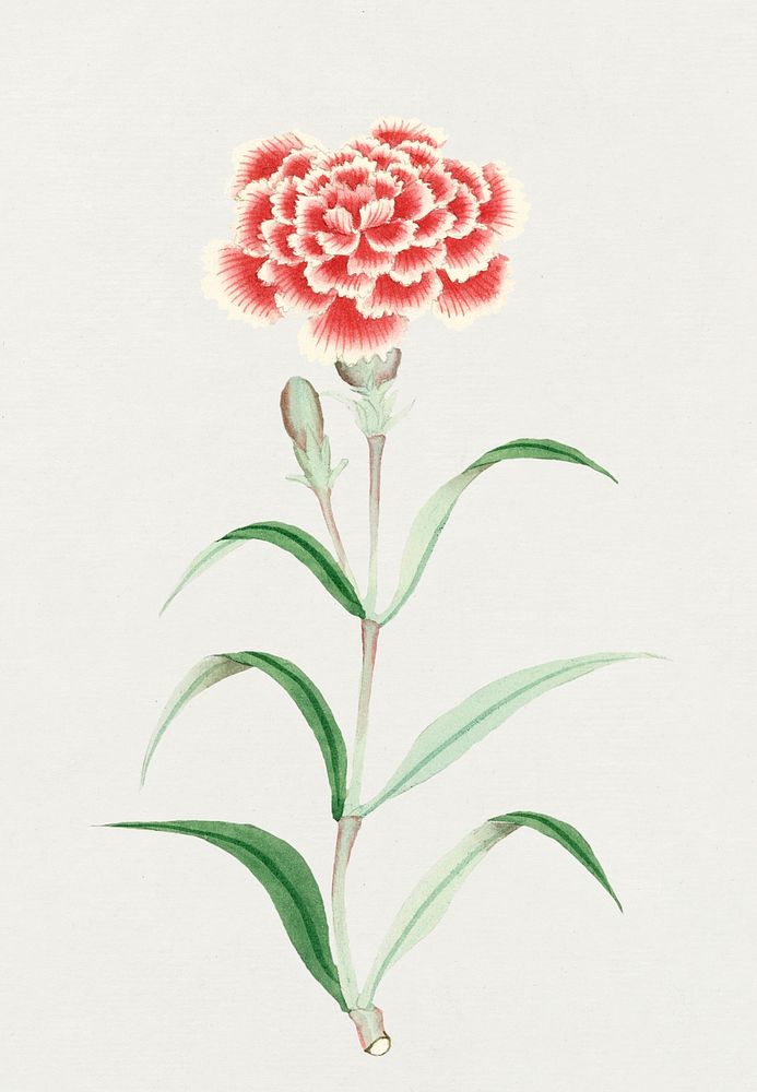 Flower psd classic style pink lemonade Carnation, vintage Japanese art remix from the David Murray collection